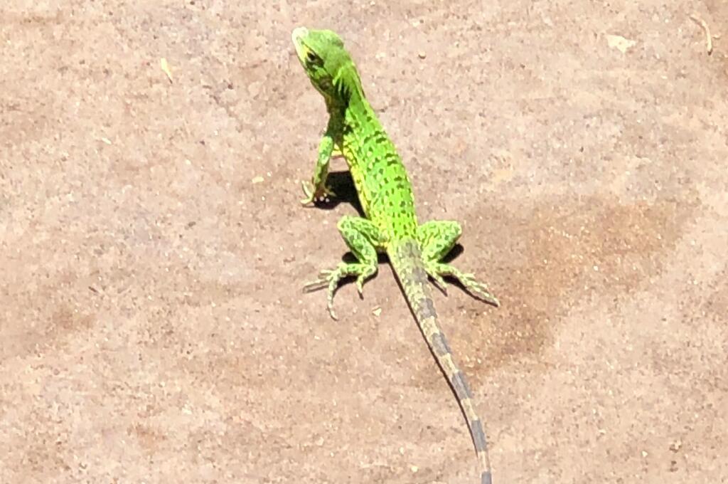 geckocropped