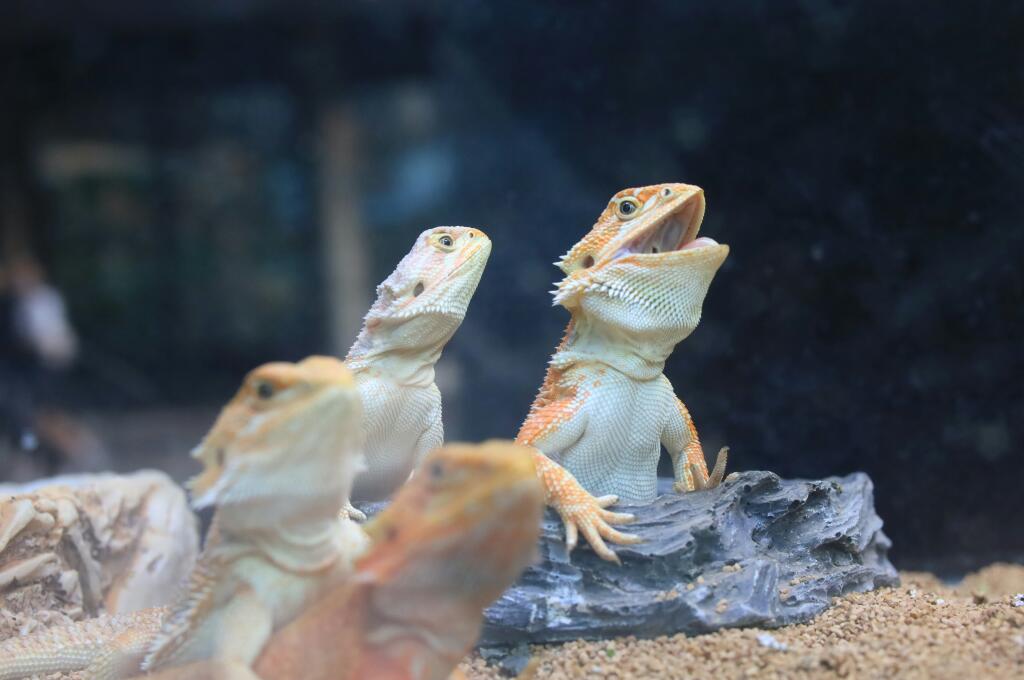 piiko fVpap414HAY unsplash